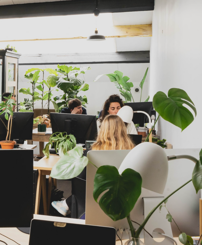 5 plantes de bureau à avoir en 2022