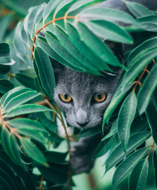 Quelles sont les plantes mortelles pour les chats ?