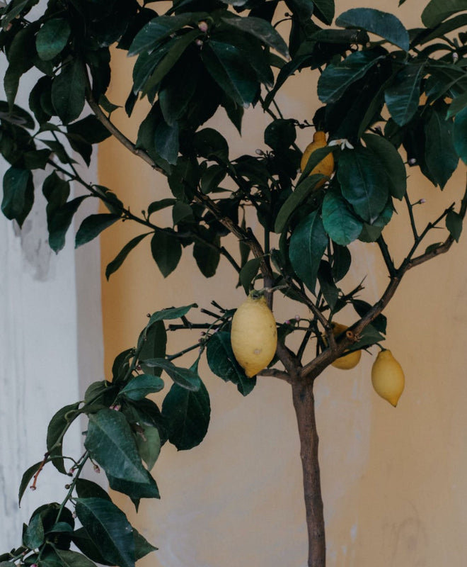 Fiche entretien: Citronnier