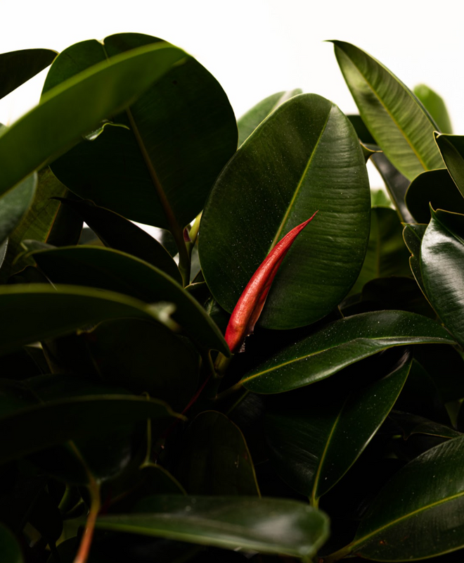 Les plantes relaxantes, assainissantes et énergisantes