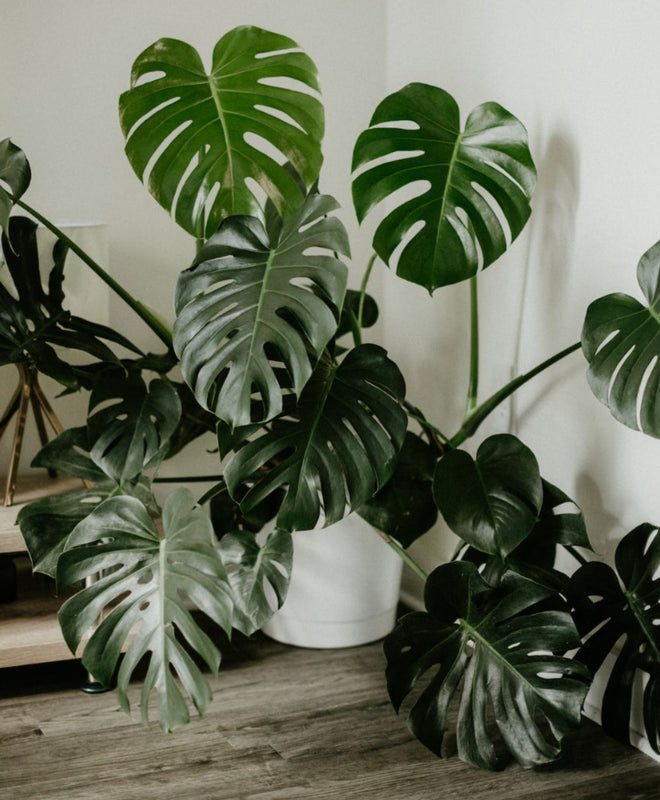 Top 10 des plantes les plus dépolluantes