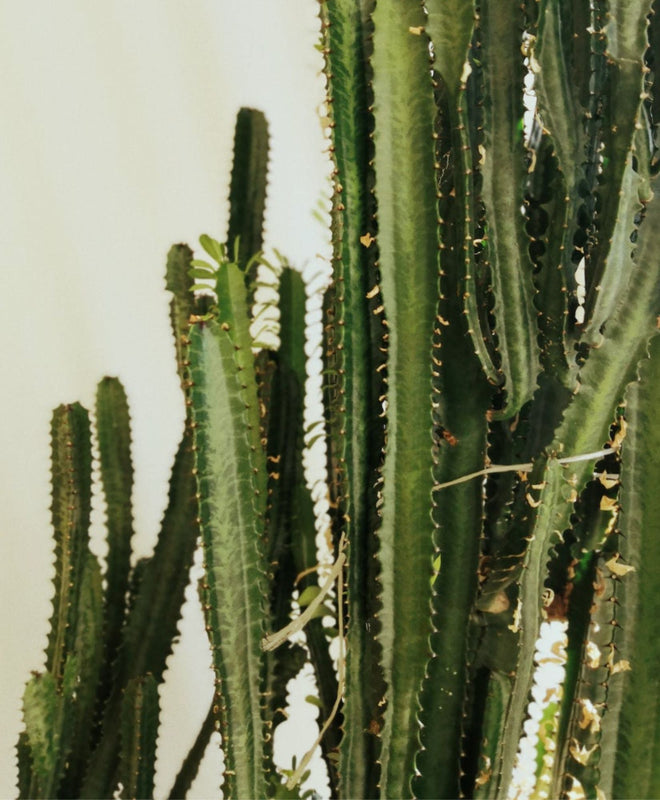 Fiche entretien : prendre soin d'un Cactus Euphorbe