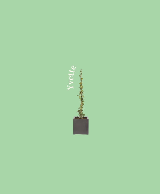 Quelle plante correspond au signe du Poisson ?
