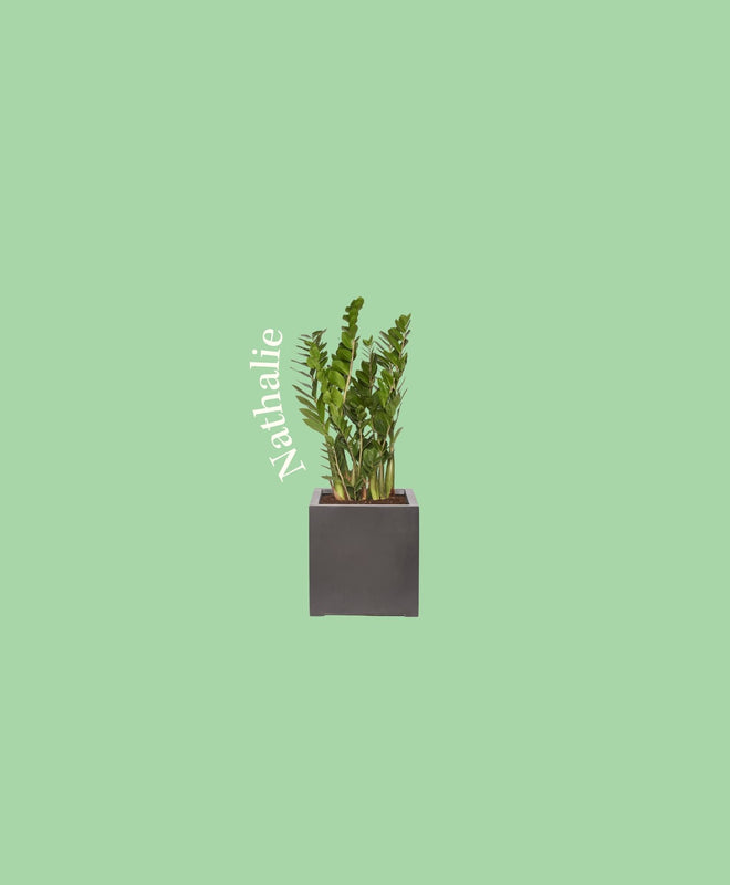 Quelle plante correspond au signe du Taureau ?
