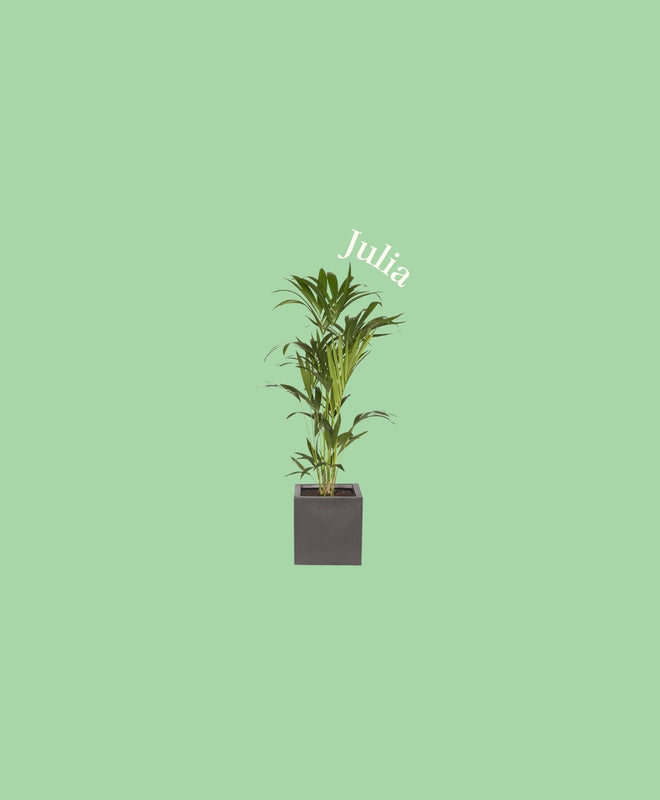 Quelle plante correspond au signe du Bélier ?