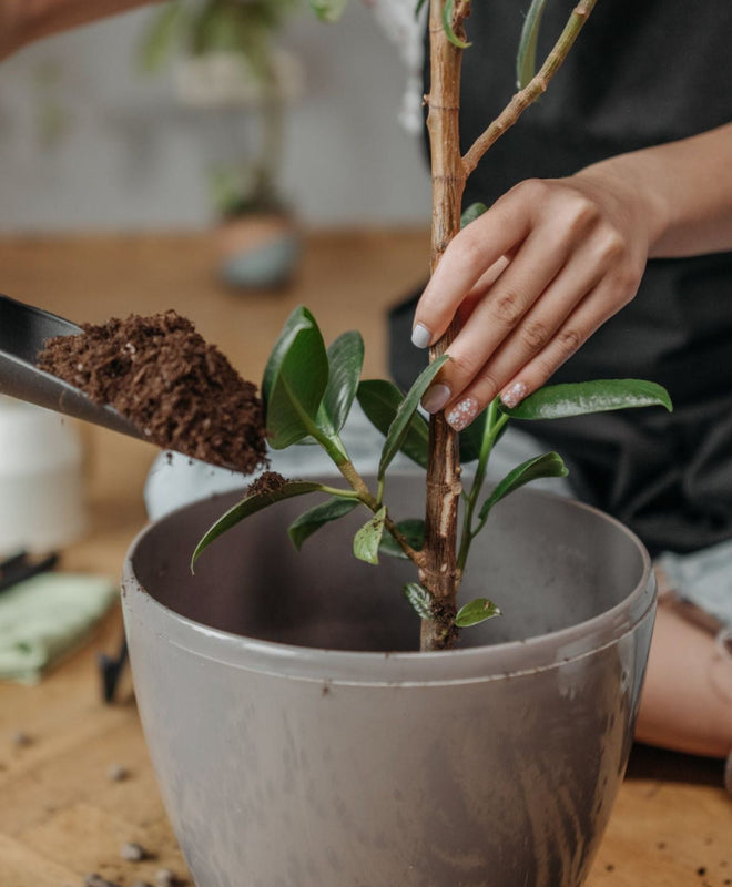 Comment protéger ses plantes du froid hivernal ?
