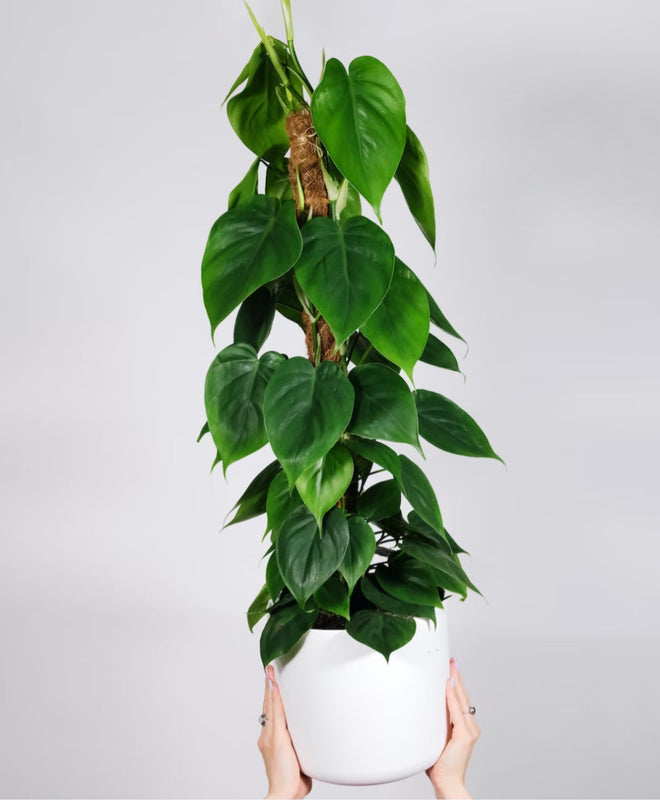 3 plantes à croissance express pour un effet wahou immédiat