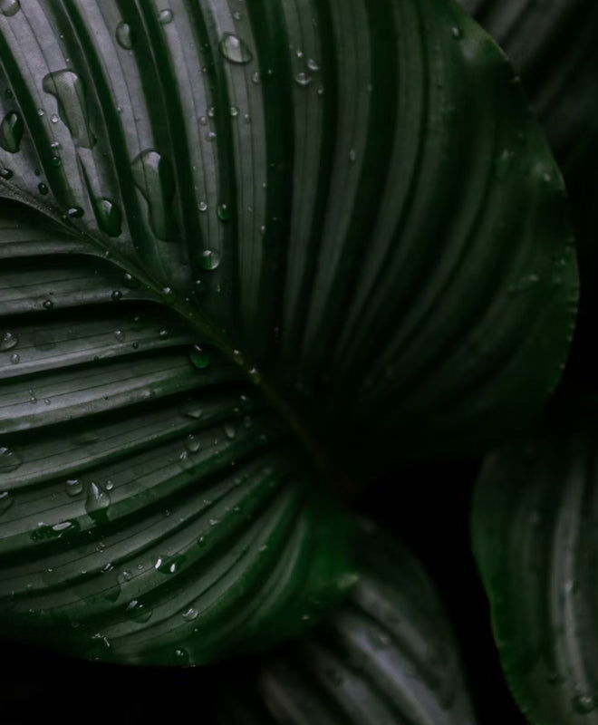 3 plantes pour un intérieur sombre