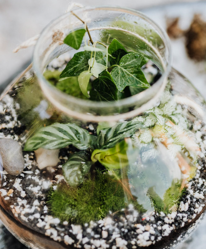 Ateliers terrarium en entreprise