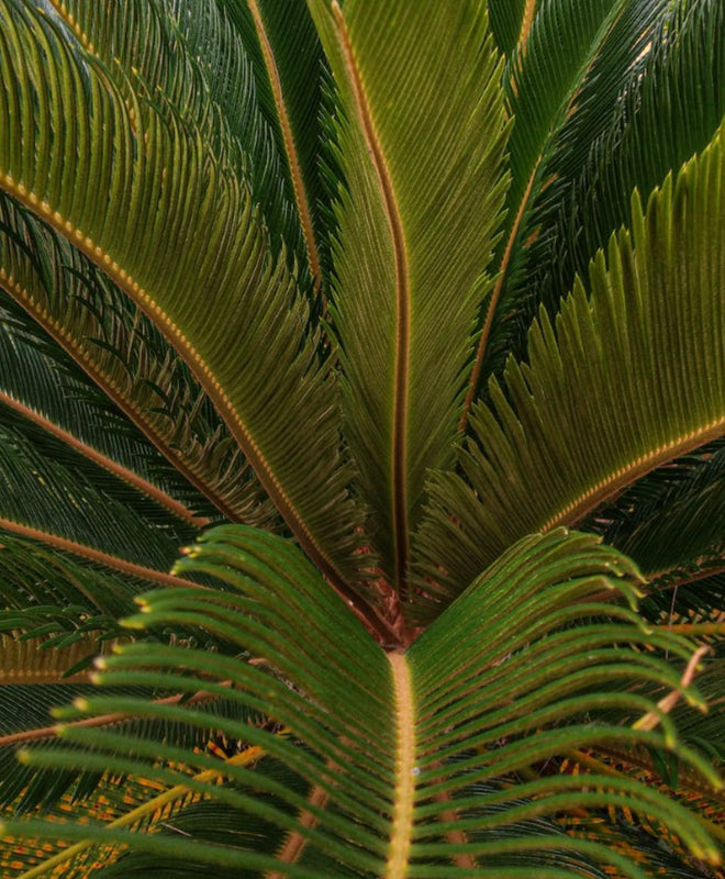 Fiche entretien : Le Cycas