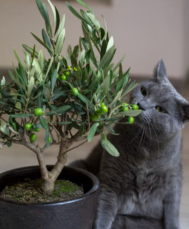 4 plantes non-toxiques pour les animaux