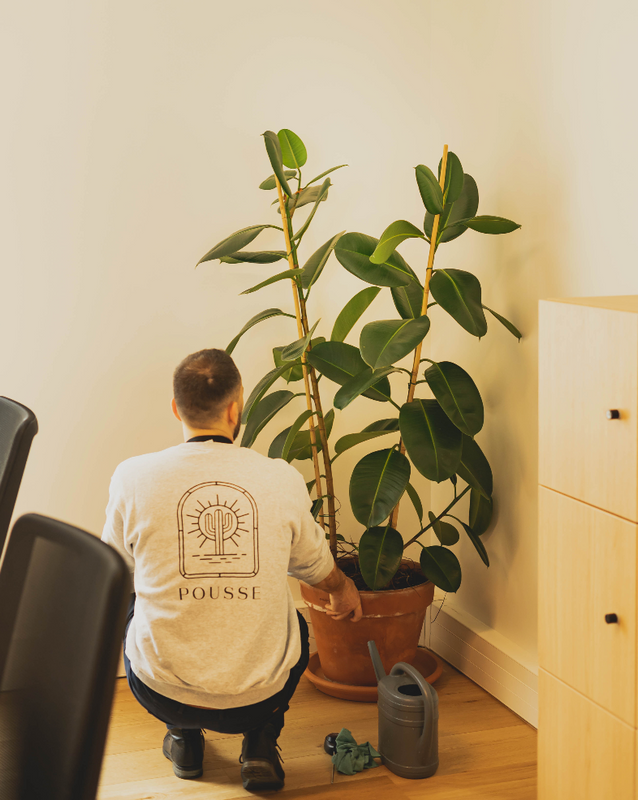 Les Subtilités de l'Arrosage des Plantes : Entre Sur-Arrosage et Sous-Arrosage