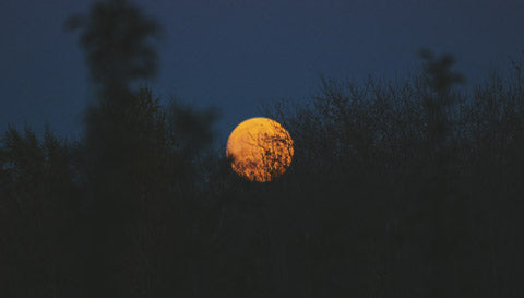 Permaculture : Jardiner bio avec la lune