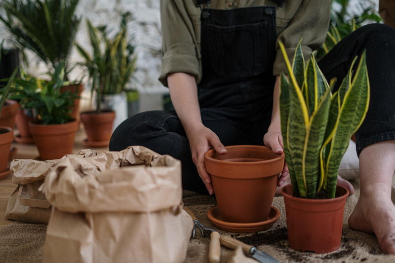 Comment sauver une plante d'un excès d'eau ?