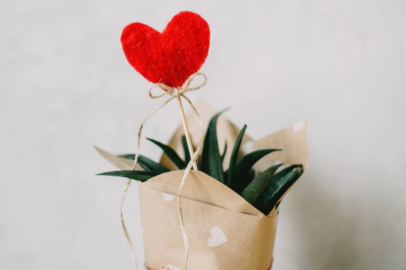 3 plantes à offrir pour la Saint-Valentin