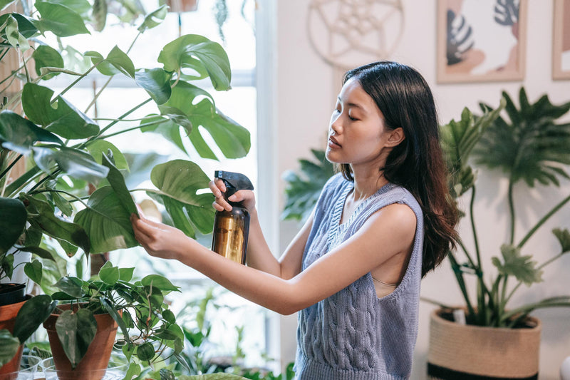Comment ressusciter une plante ?