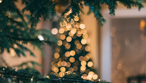Hiver : La plante Cocoon