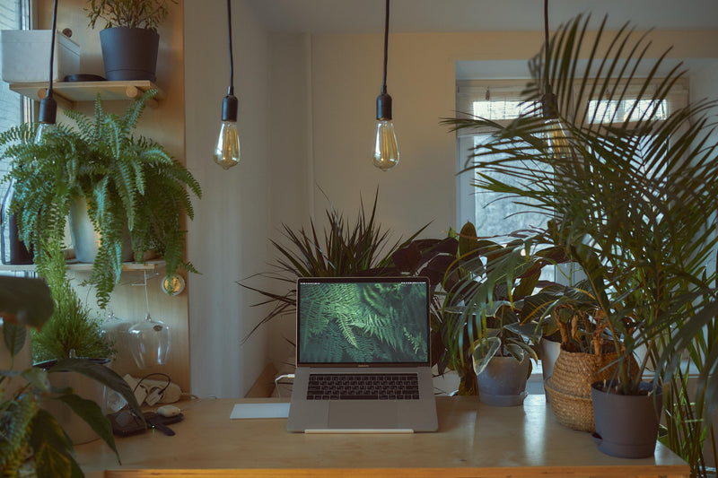 C'est la rentrée ! 3 plantes à mettre absolument sur votre bureau