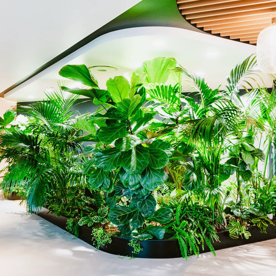 POUSSE a créé une jungle intérieure dans les locaux de Roquette Beauté
