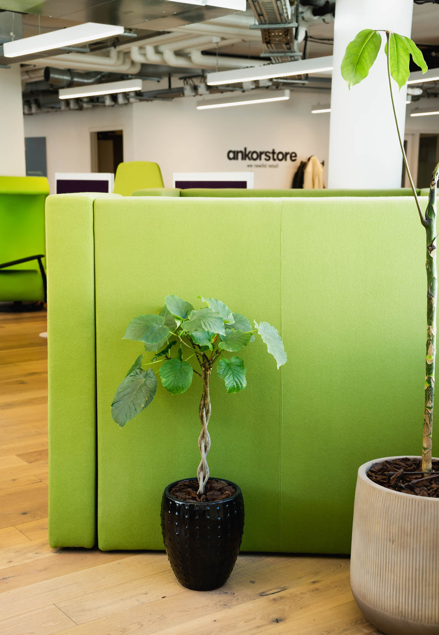 Végétalisation et entretien bureaux