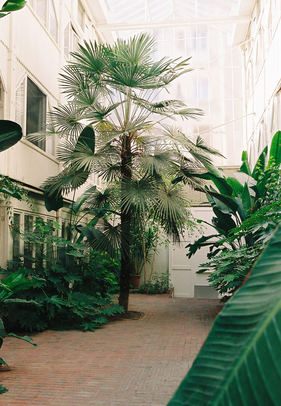 entretien copropriete palmier jungle
