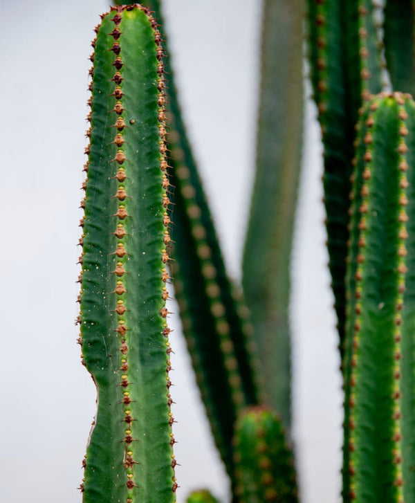 Fiche entretien : Cactus