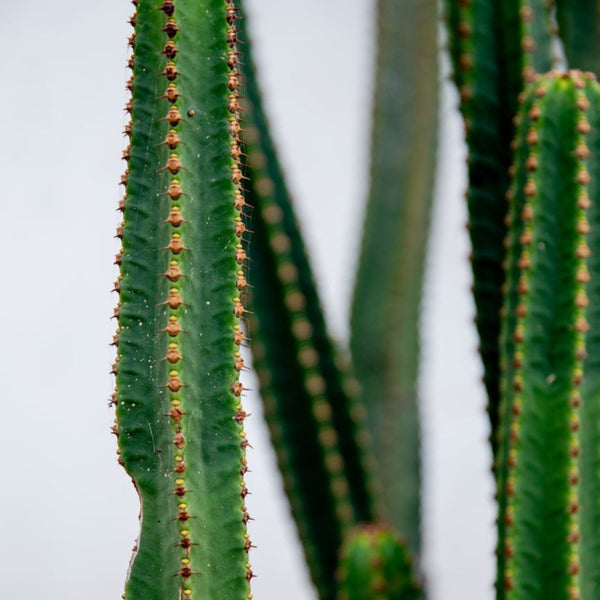 cactus betzdorf Cuddly Cactus