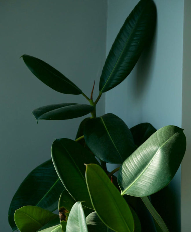 Fiche entretien: Ficus Elastica/ Robusta/ Caoutchouc