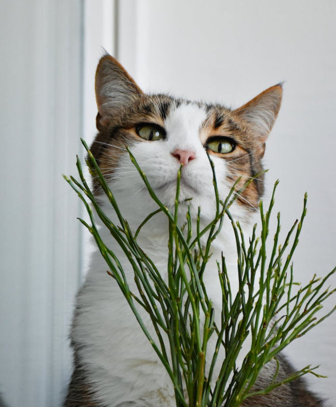 Les plantes conseillées quand on a un chat