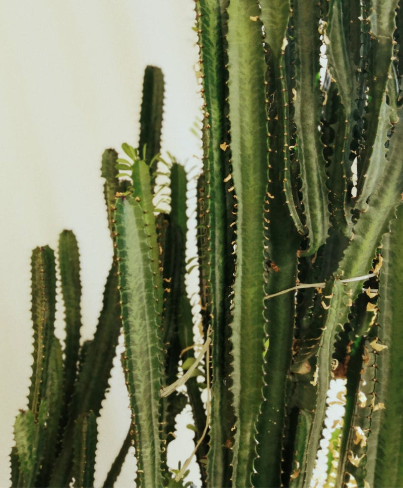 Fiche entretien : prendre soin d'un Cactus Euphorbe