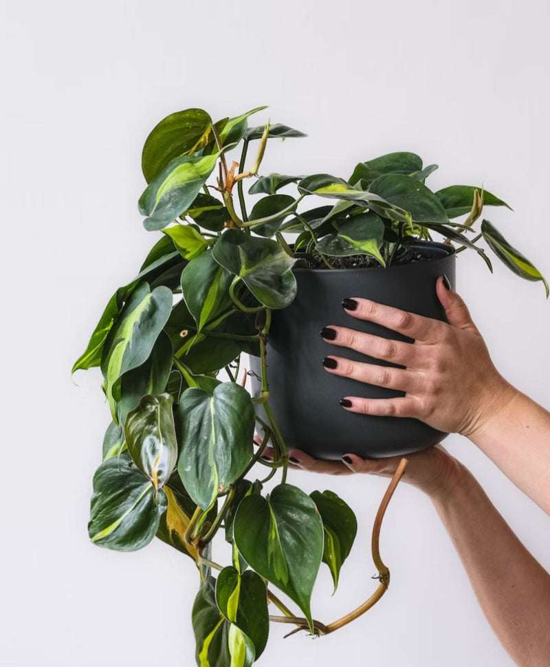 5 plantes tombantes incontournables pour habiller votre intérieur