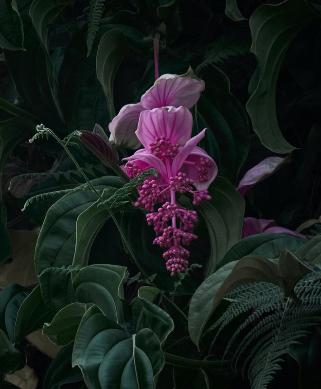 Fiche entretien : comment entretenir son Medinilla Magnifica