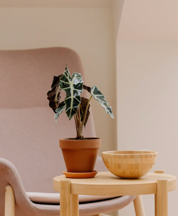 Fiche Entretien pour un Alocasia Polly