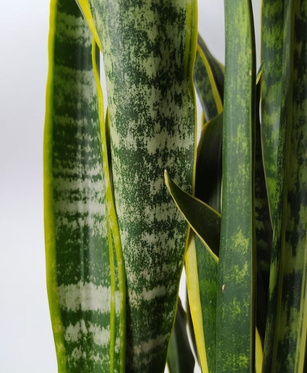 Fiche entretien : Sansevieria