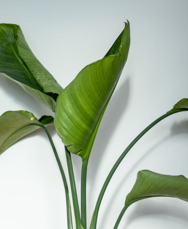 Fiche Entretien : Entretenir son Strelitzia (Nicolaï)