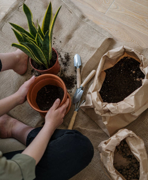 Comment rempoter une plante ?