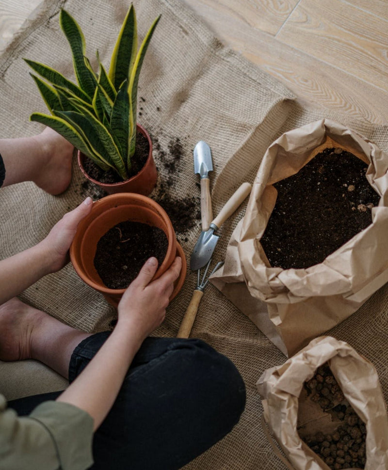 Comment rempoter une plante ?