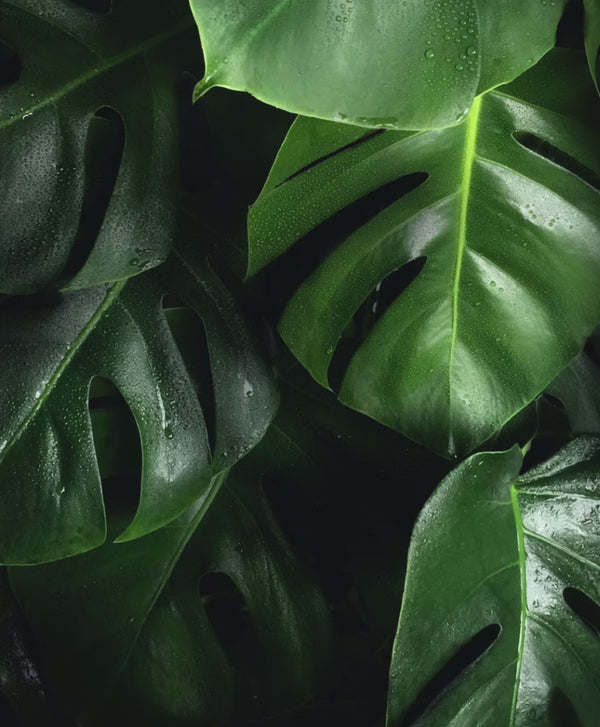 Comment entretenir le philodendron ?