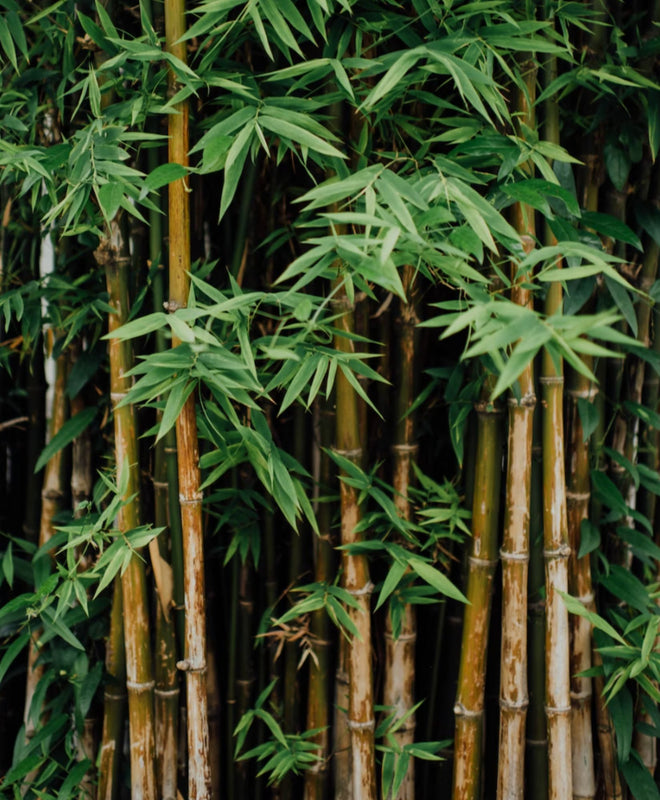 le bambou : force de résilience