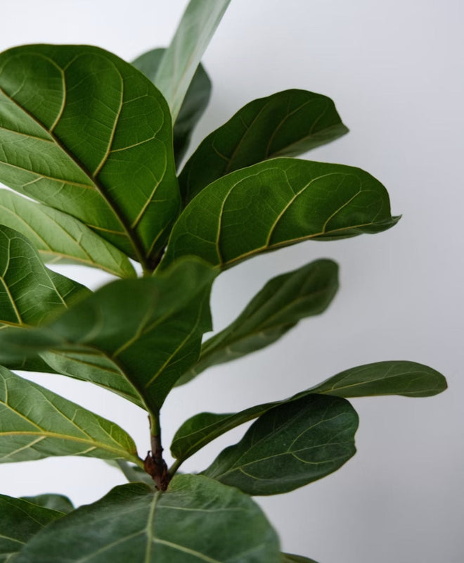 Fiche entretien : Ficus Lyrata