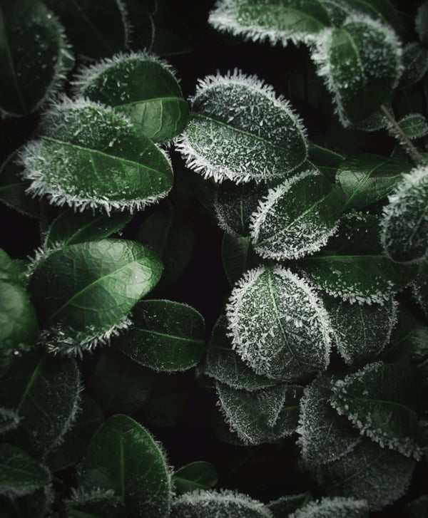 Comment protéger ses plantes du froid hivernal ?