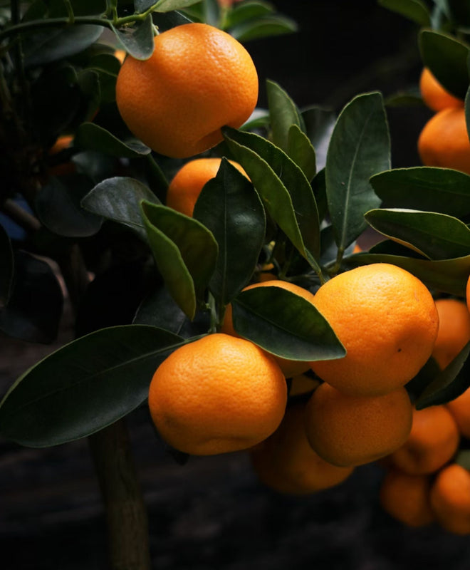 Fiche entretien : Clémentinier