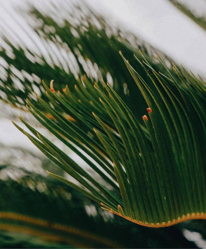 Fiche Entretien pour un Phoenix Canariensis en 2024