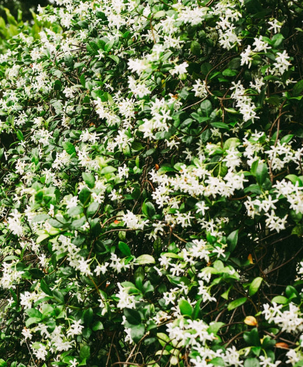 Fiche Entretien : comment s'occuper d'un Jasmin étoilé