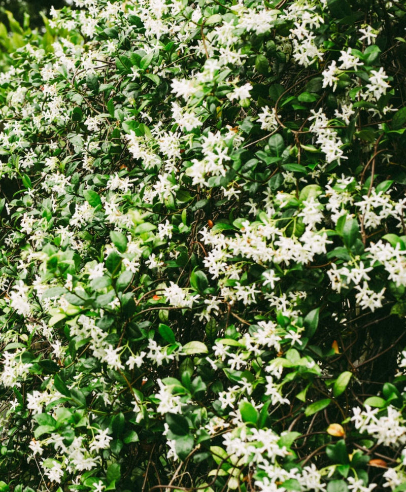 Fiche Entretien : comment s'occuper d'un Jasmin étoilé