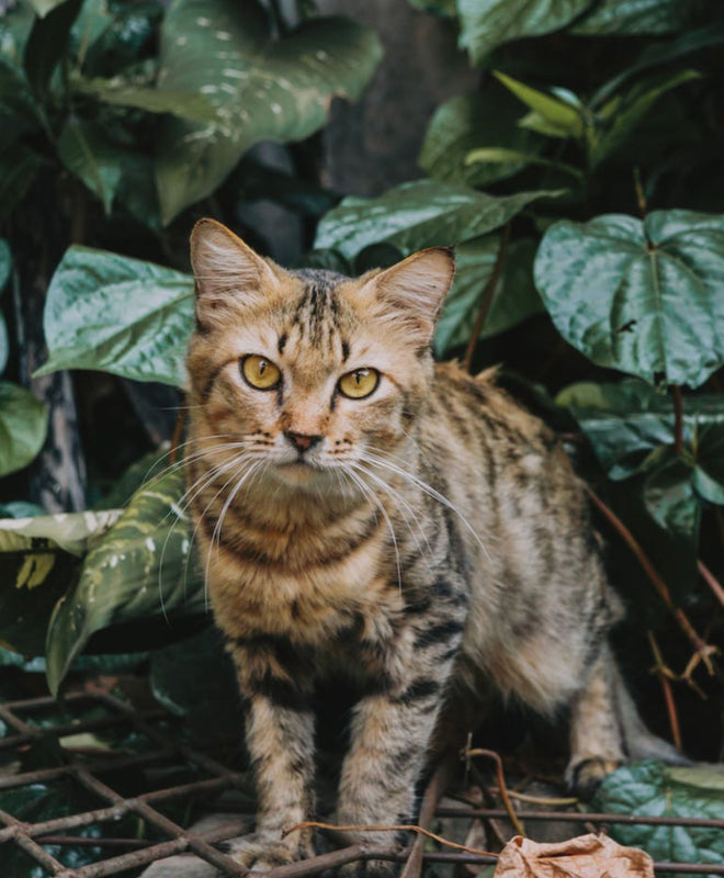 Quelles sont les plantes mortelles pour les chats ?