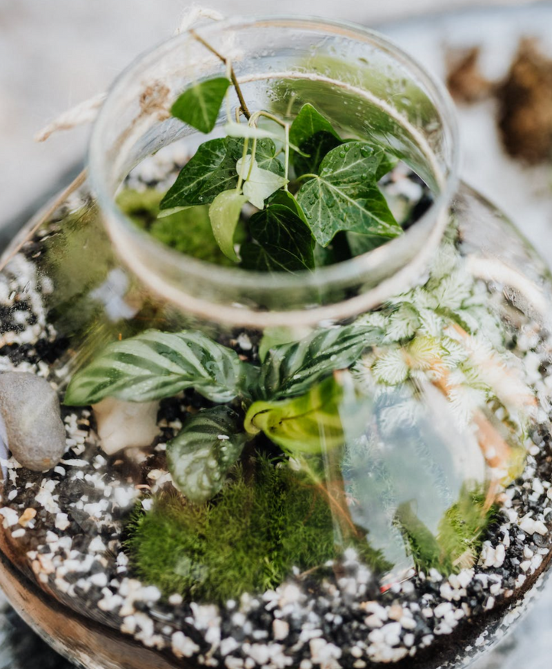 Company terrarium workshops