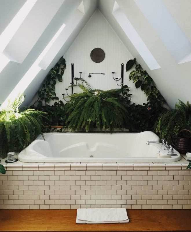 Fiche Entretien : Fougère