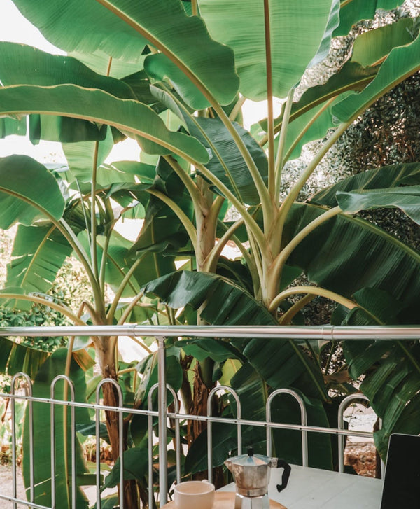 Fiche entretien : prendre soin de son bananier