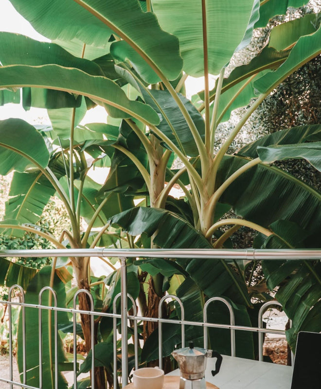 Fiche entretien : prendre soin de son bananier